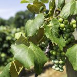 grapes hanging on the vine in a vineyard