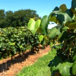 grapes hanging on the vine in a vineyard