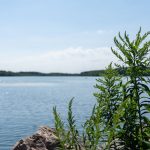 green plant next to body of water